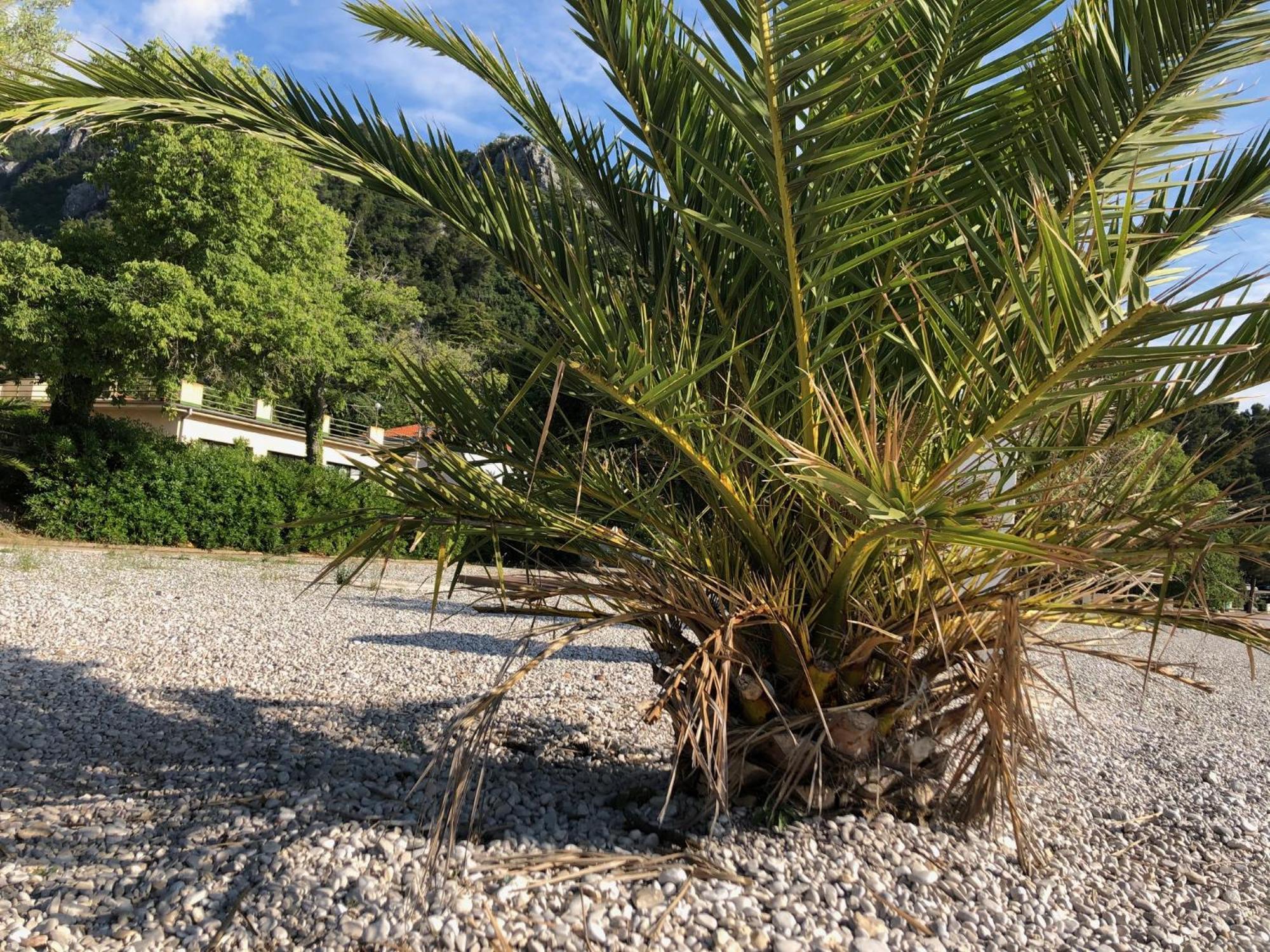 Villa Sabine Apartment Losinj เมดเวยา ภายนอก รูปภาพ